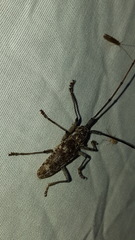 Monochamus titillator