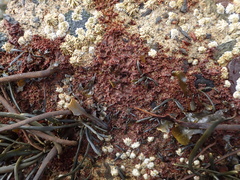 Colaconema caespitosum