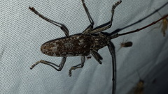 Monochamus titillator