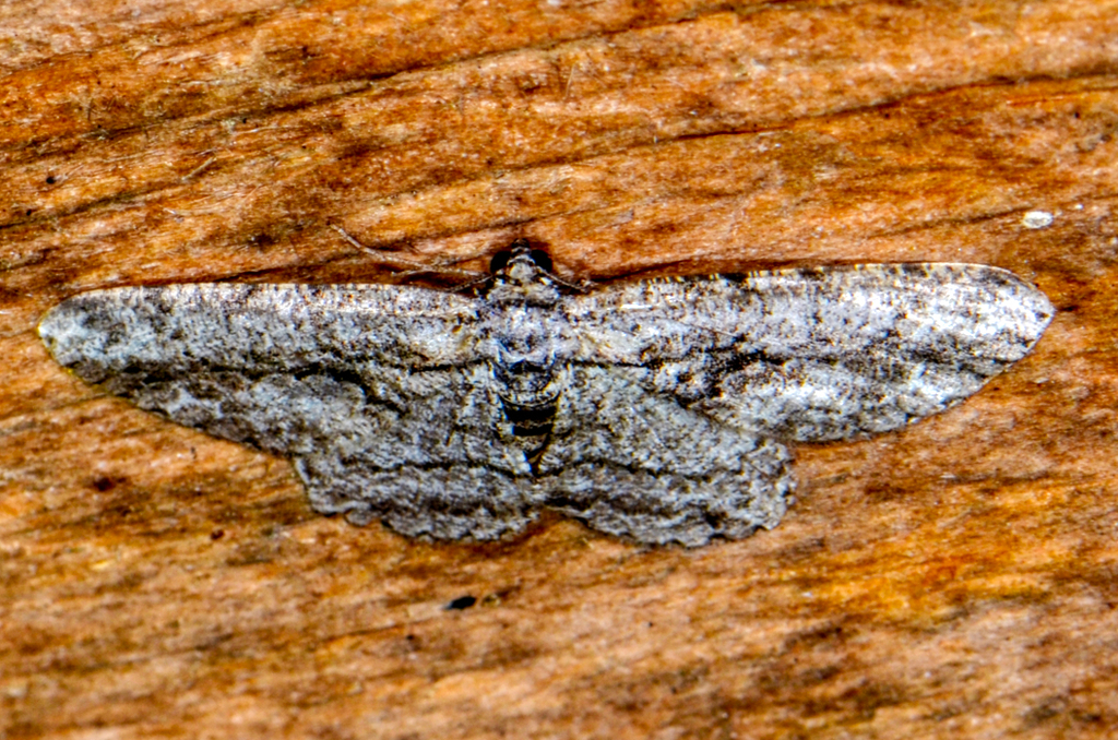 North American Common Gray from Bill's backyard, Lewes, DE on May 6 ...
