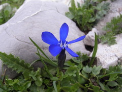 Gentiana bavarica bavarica