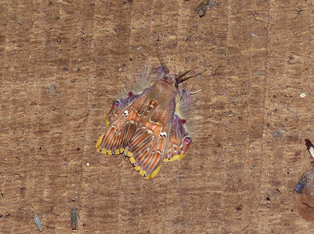 Walker's Moth from Reserva Yaguaroundi, Fracrán, Misiones, Argentina on ...