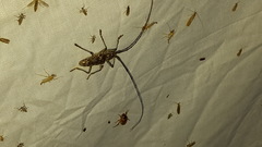 Monochamus titillator