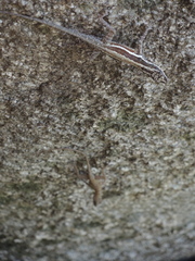Anolis taylori