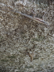 Anolis taylori