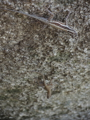 Anolis taylori