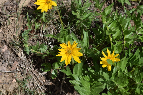Image of Balsamorhiza macrophylla by (c) William Harmon, some rights reserved (CC BY)