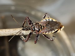 Apiomerus floridensis