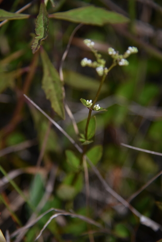 Loganiaceae image
