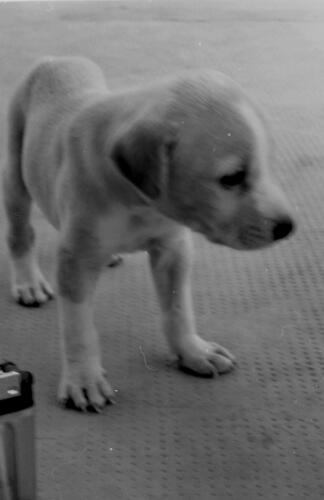 Domestic Dog