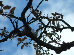 Quercus acutifolia