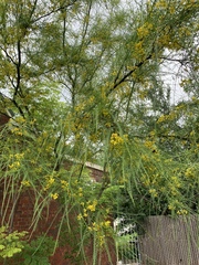 Parkinsonia aculeata