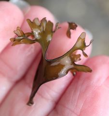 Mazzaella affinis