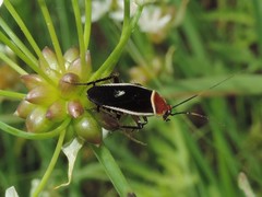 Pseudomops septentrionalis