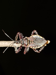 Apiomerus floridensis