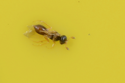 Aphanomerus pusillus observed 2019-04-26
