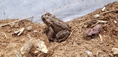 Incilius ibarrai