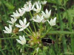 Pseudomops septentrionalis