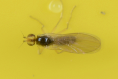 Cerodontha angustipennis