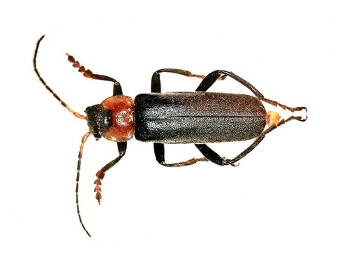 Paprastasis minkštavabalis nuotrauka