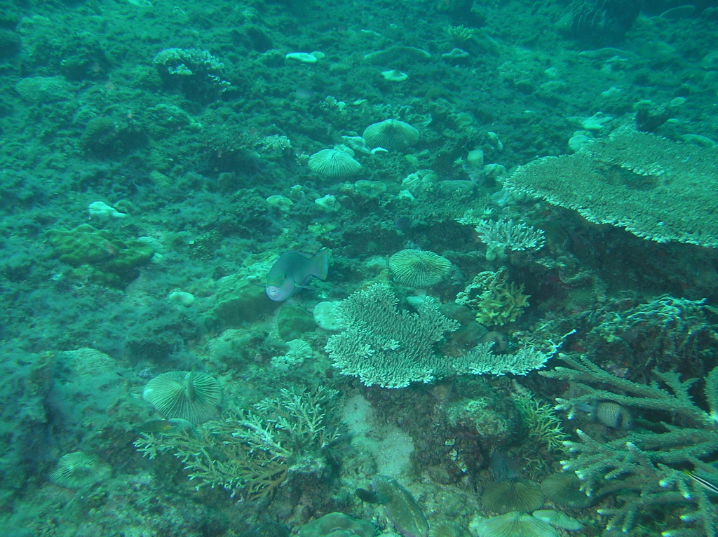 Black-tip Parrotfish