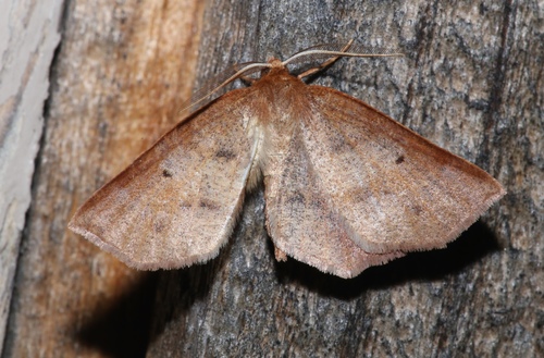 Ruddy Metarranthis Moth