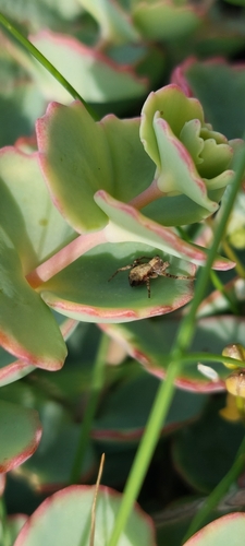 Foto de Borragem