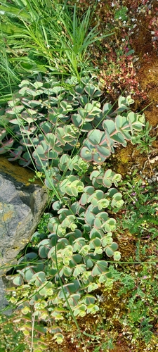 Foto de Borragem