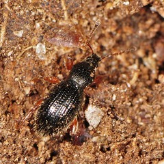 Barypeithes pellucidus