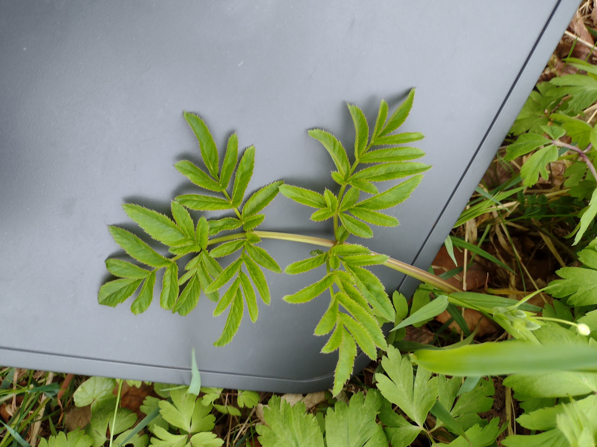 Angelica sylvestris — photo 3
