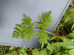 Angelica sylvestris — photo 3