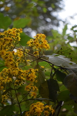 Rumfordia floribunda