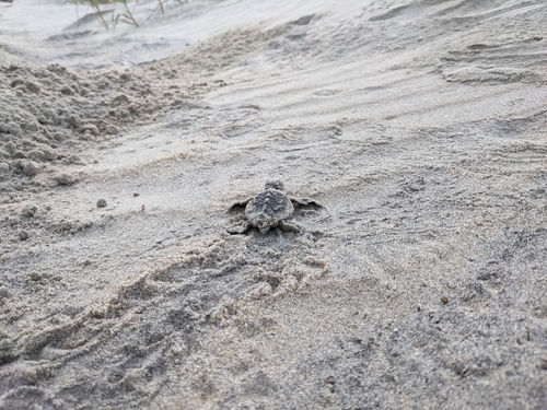 Loggerhead Sea Turtle photographed in South Carolina