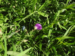 Lathyrus hirsutus