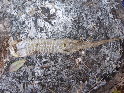 iNaturalist observation photo of Western Alligator Lizards
