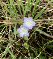 Phacelia dubia interior