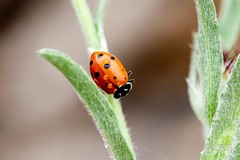 Hippodamia convergens