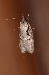 Semioscopis packardella