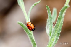 Hippodamia convergens