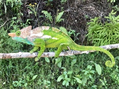 Calumma oshaughnessyi