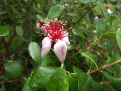 Feijoa sellowiana
