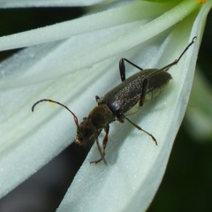 Grammoptera ruficornis