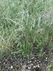 Plantago wrightiana