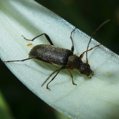 Grammoptera ruficornis