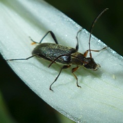 Grammoptera ruficornis