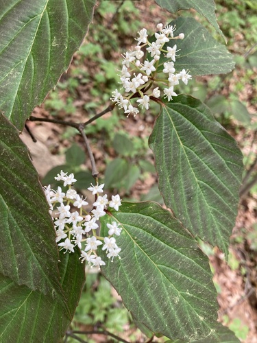 Viburnum setigerum iNat (1)