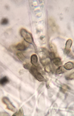 Durella melanochlora