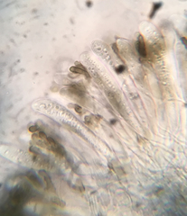 Durella melanochlora