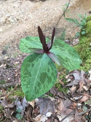 Trillium ludovicianum
