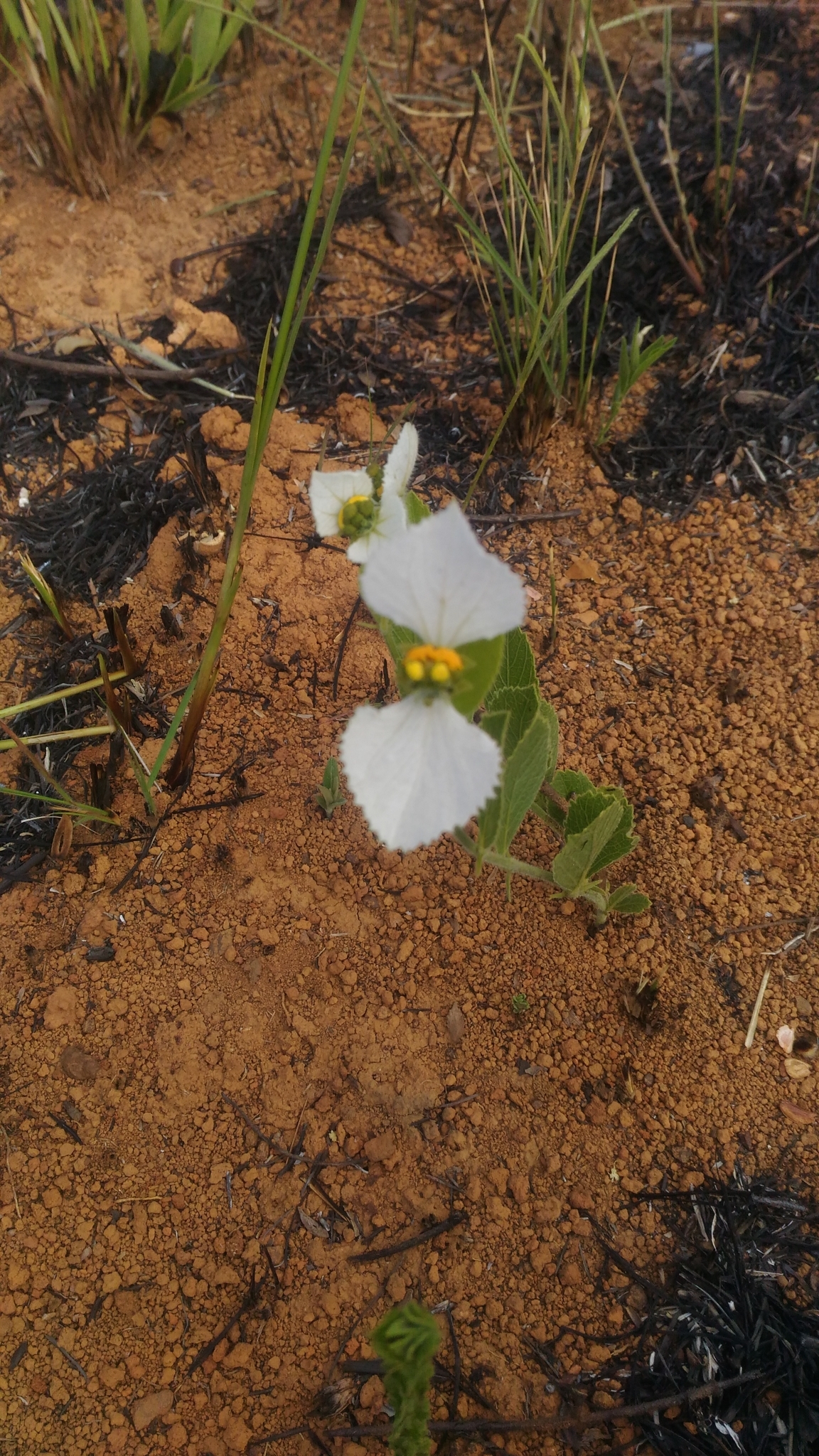 Dalechampia caperonioides
